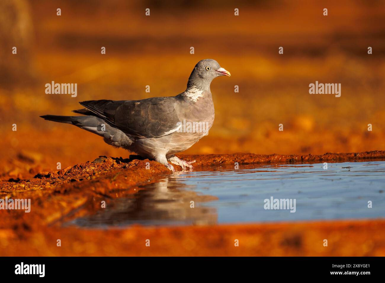 Spagna, Castilla, Penalajo, piccione di legno comune o piccione comune (Columba palumbus), a terra, bevendo in un pozzo d'acqua Foto Stock