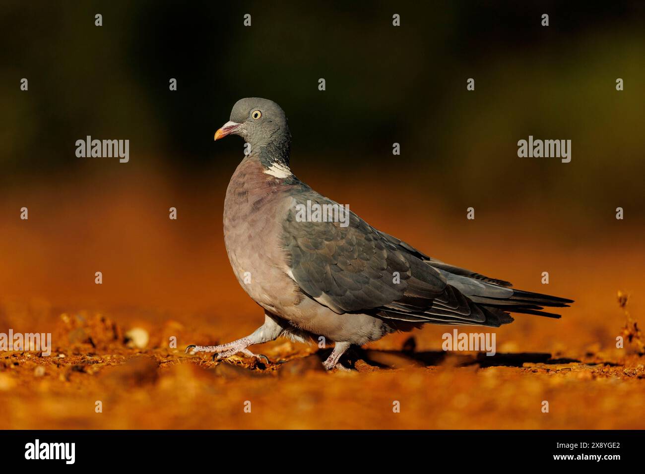 Spagna, Castilla, Penalajo, piccione di legno comune o piccione di legno comune (Columba palumbus), sul terreno Foto Stock