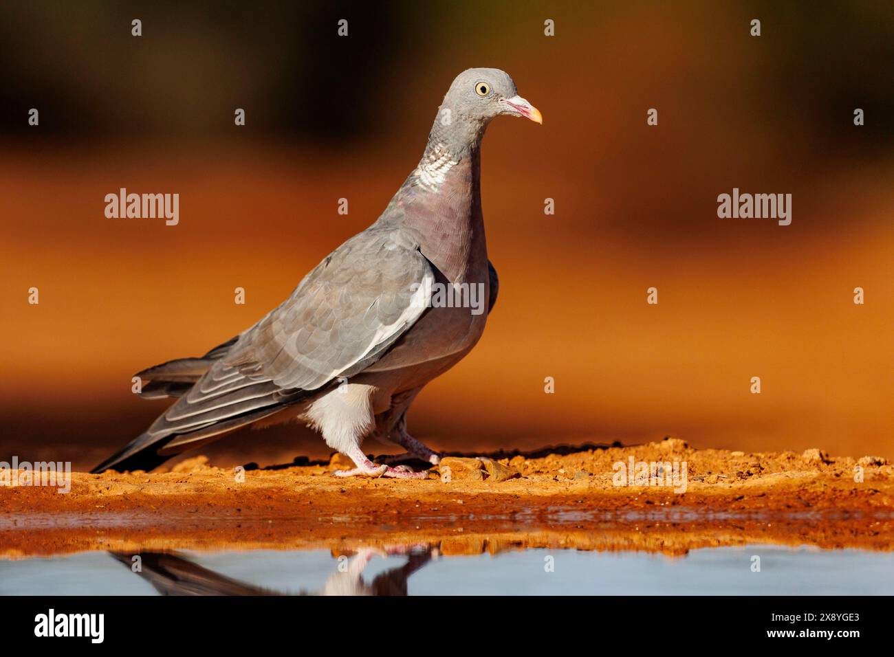 Spagna, Castilla, Penalajo, piccione di legno comune o piccione comune (Columba palumbus), a terra, bevendo in un pozzo d'acqua Foto Stock
