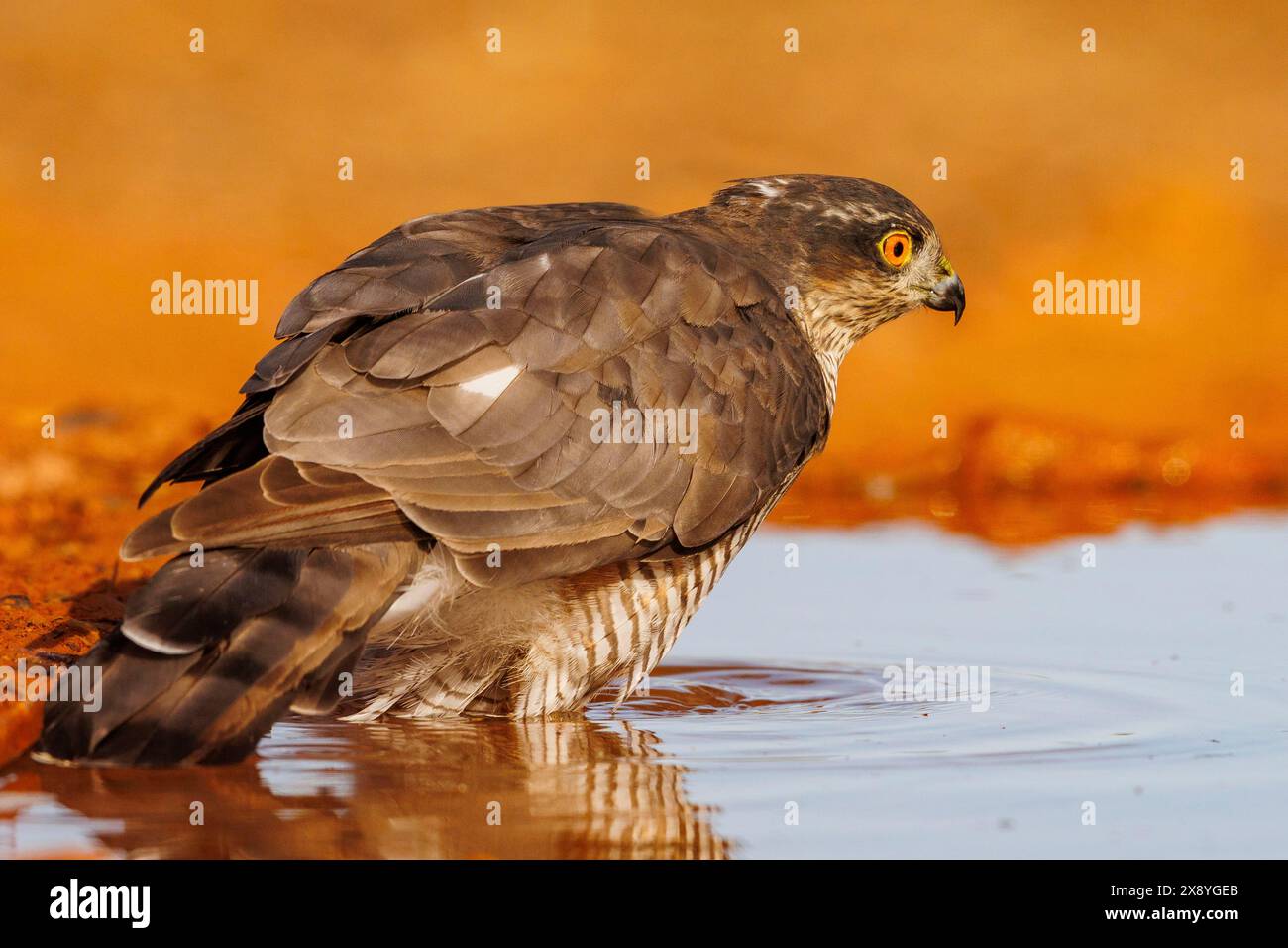 Spagna, Castiglia, Sparrowhawk europeo (Accipiter nisus), , donna adulta a terra, che beve da un pozzo d'acqua Foto Stock