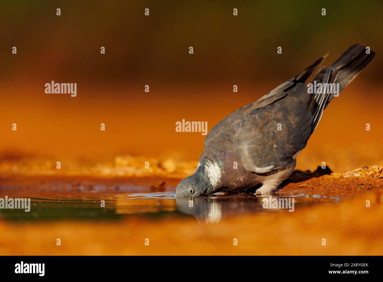 Spagna, Castilla, Penalajo, piccione di legno comune o piccione comune (Columba palumbus), a terra, bevendo in un pozzo d'acqua Foto Stock