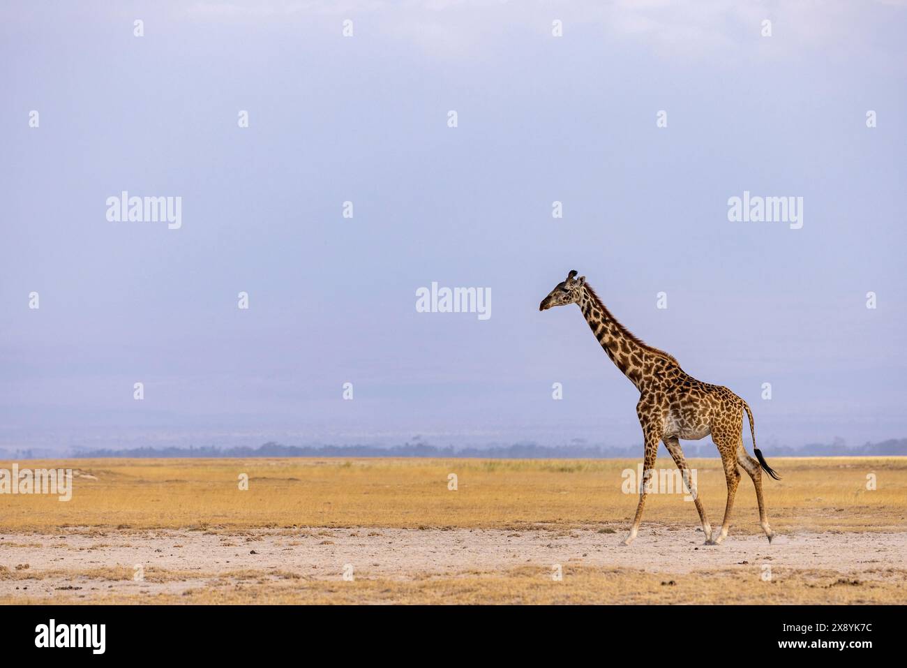 Kenya, parco nazionale di Amboseli, Girafe masai (Giraffa tippelskirchi) Foto Stock
