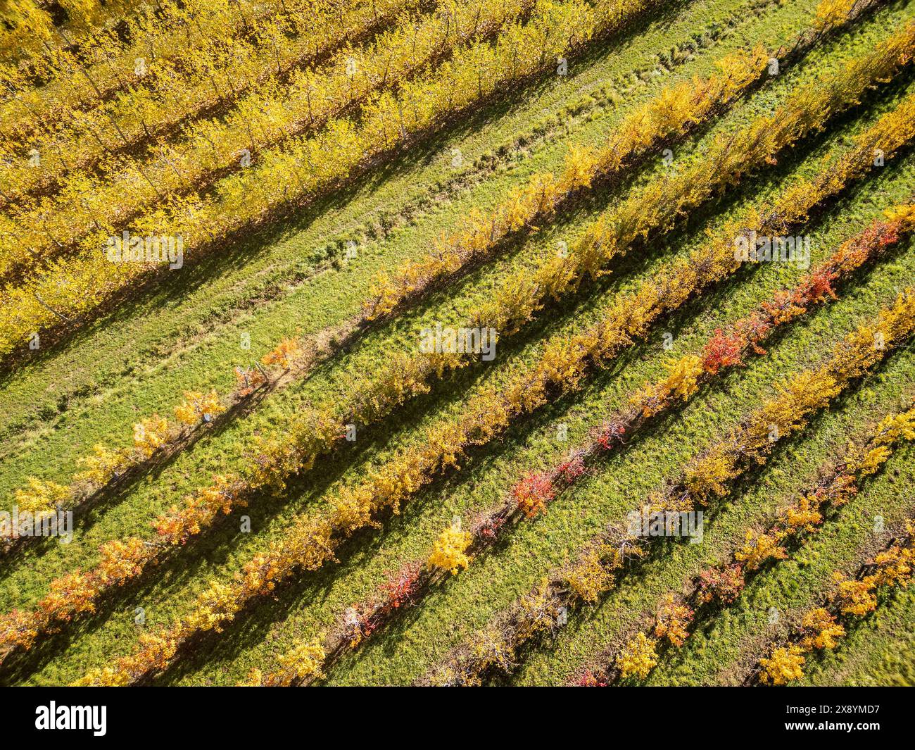 Francia, Drôme, Drôme provenzale, Châtillon-en-Diois, appezzamenti di alberi da frutto (vista aerea) Foto Stock