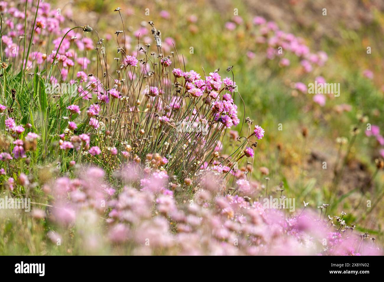 Armeria maritima (Sea Thrift) è un perenne compatto e sempreverde Foto Stock