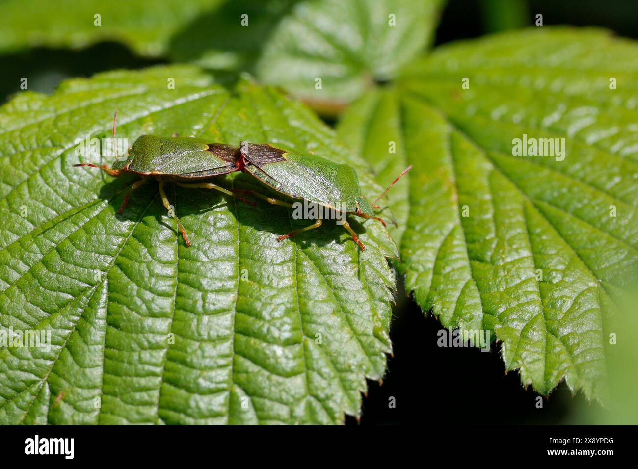 insetti forestali che si accoppiano su ortiche, pentatoma rufipes, boscaglia verde brillante marrone rossastro. gambe rosse arancioni, segnare sullo scutellum e sulla punta delle ali. Foto Stock
