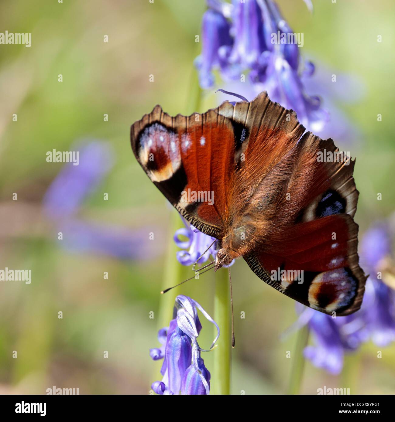 la farfalla di pavone inachis io, sulle campanelle di colore marrone superiore con quattro falsi segni oculari in bianco viola nero e marrone marrone fumo marrone scuro Foto Stock