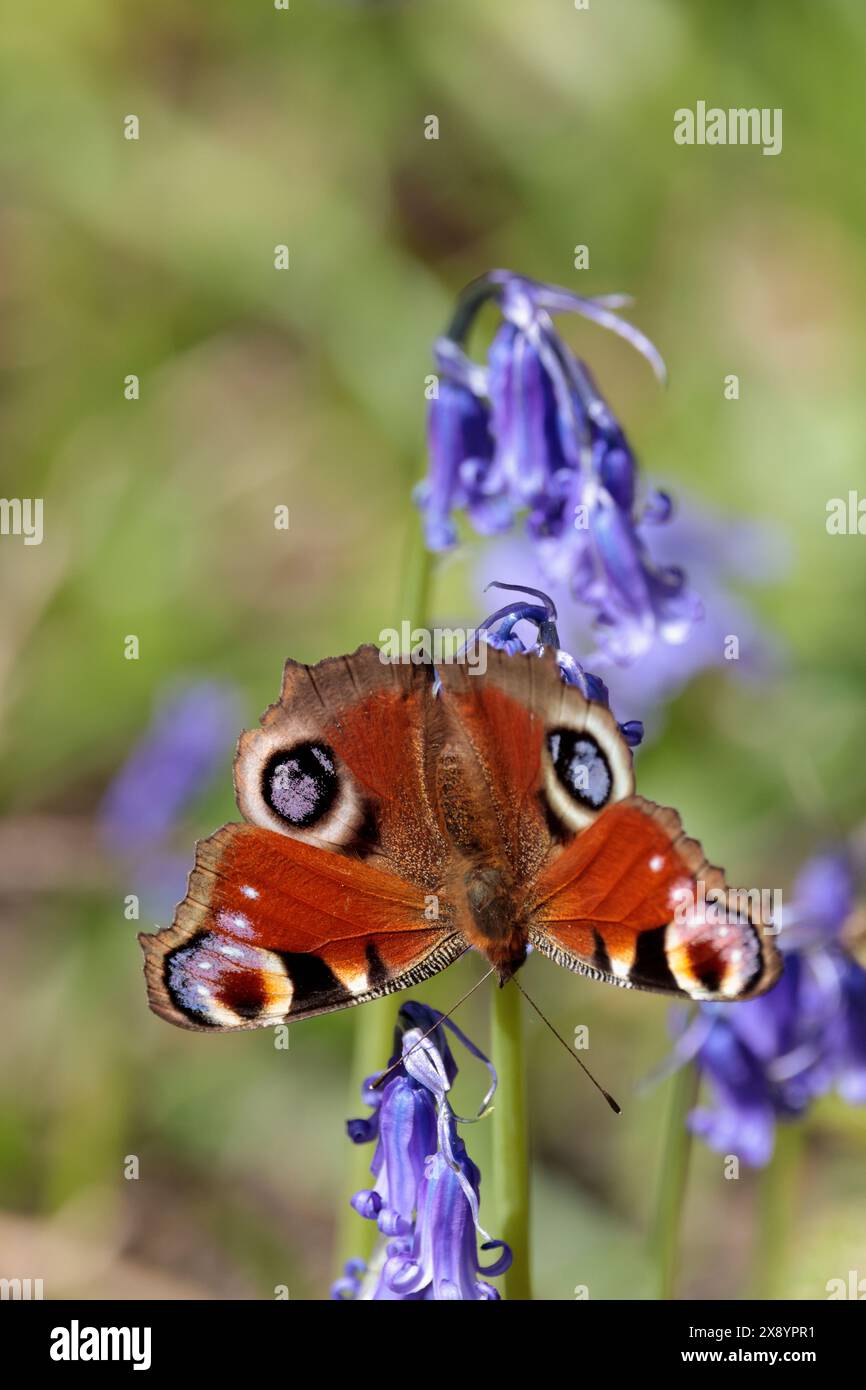 la farfalla di pavone inachis io, sulle campanelle di colore marrone superiore con quattro falsi segni oculari in bianco viola nero e marrone marrone fumo marrone scuro Foto Stock