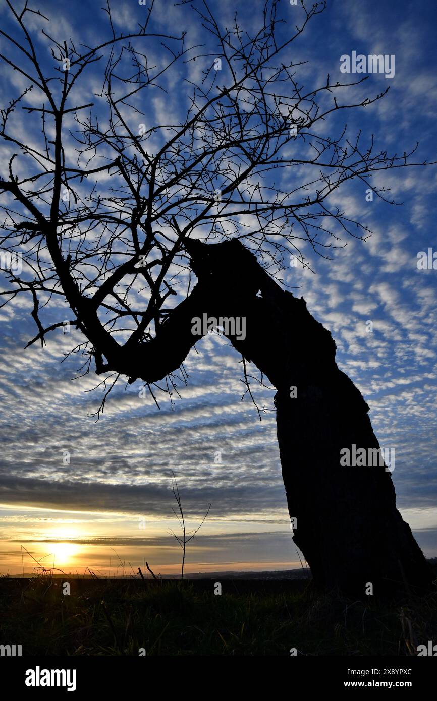 Francia, Doubs, Dambenois, vecchio albero da frutto, sole, sole, formazione di nuvole Foto Stock