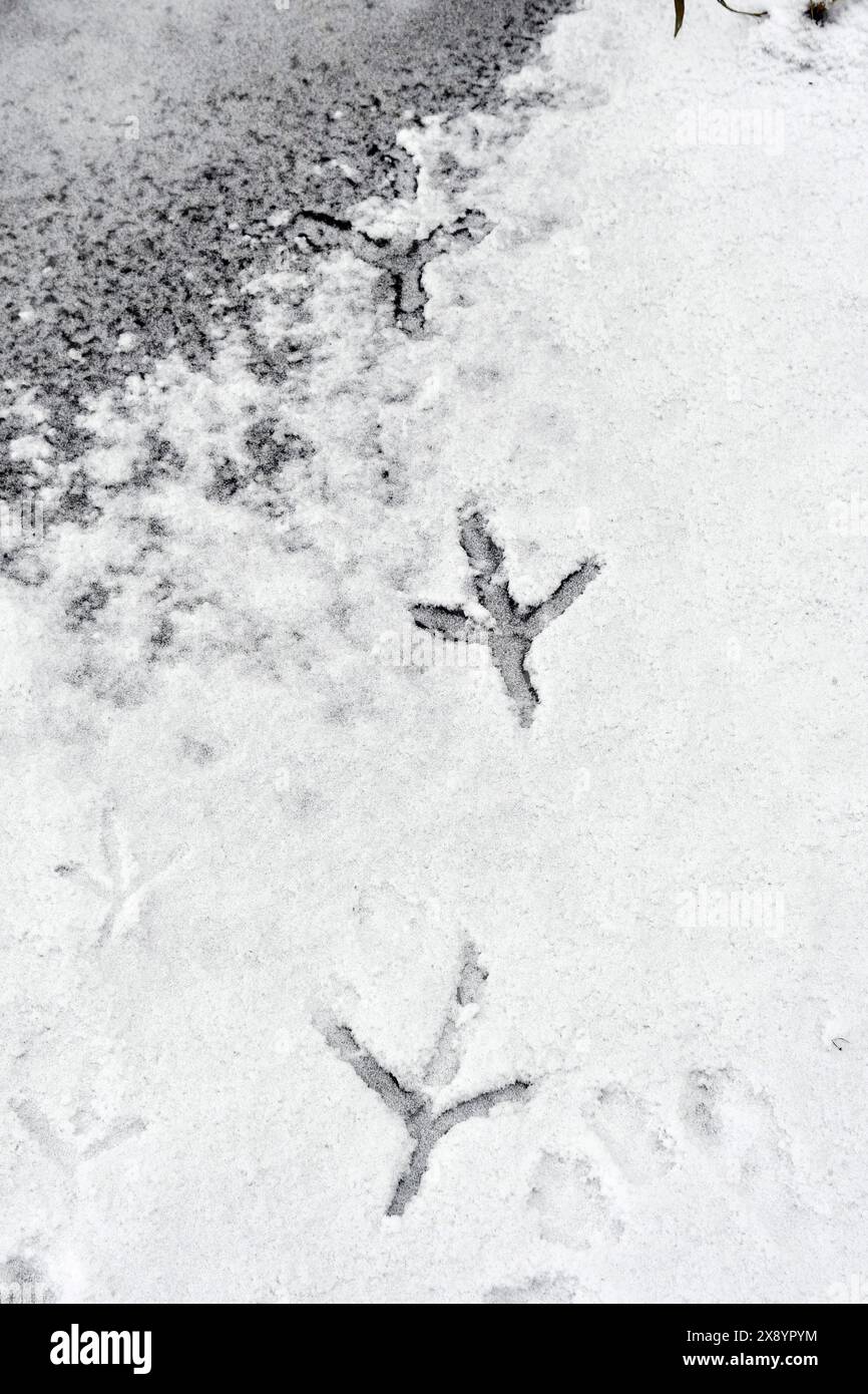 Francia, Doubs, Dambenois, Grey Heron (Ardea cinerea), pista, impronta, neve Foto Stock