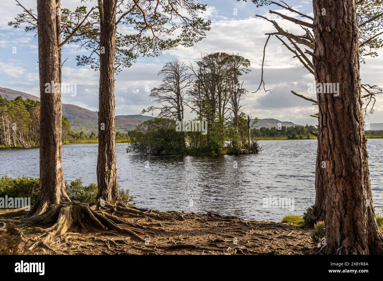 Scozia, Highlands, Cairngorms National Park, Nethy Bridge, Loch Mallachie nella riserva naturale nazionale di Abernethy, famosa per i suoi falchi pescatori Foto Stock