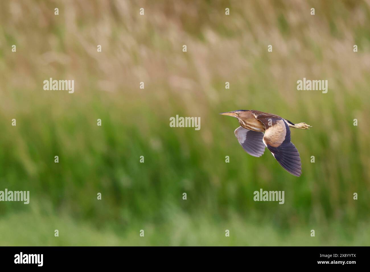 Piccolo bittern (Ixobrychus minutus), donna in volo, Paesi Bassi, Olanda meridionale, Rottemeren Foto Stock