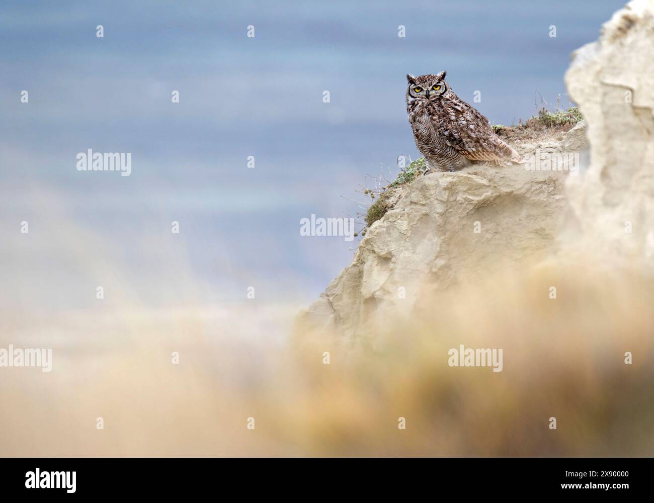 Gufo corneo minore, Gufo corneo Magellano (bubo magellanicus), che riposa su una roccia durante il giorno, Cile, Parco Nazionale della Terra del fuoco Foto Stock