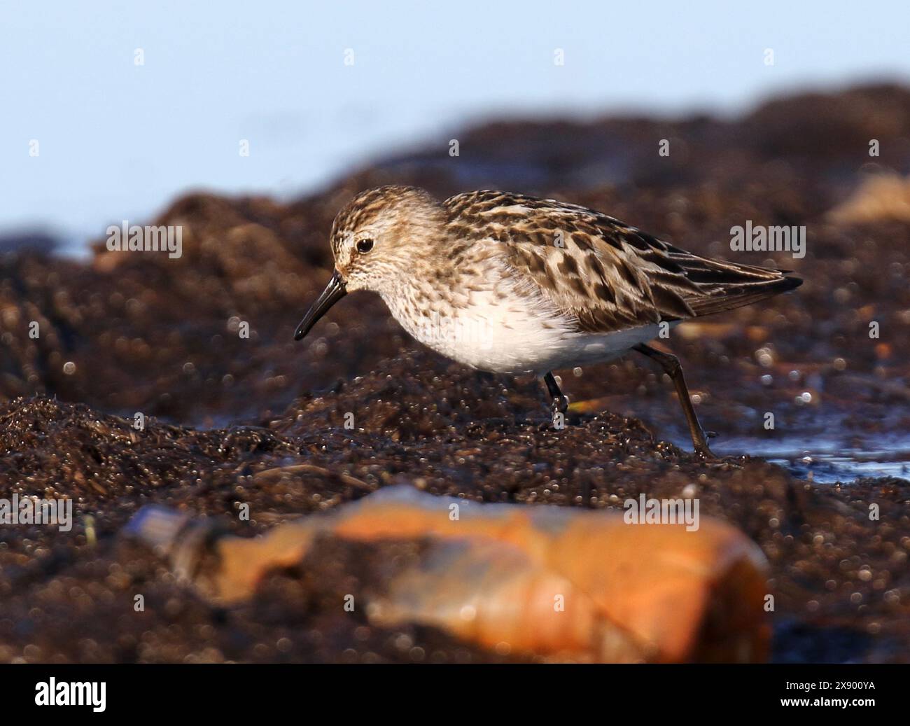 sandpiper semipalmato (Calidris pusilla), adulto che orbita su una distesa di fango riempita di lettiera come questa bottiglia di plastica, USA, Alaska Foto Stock