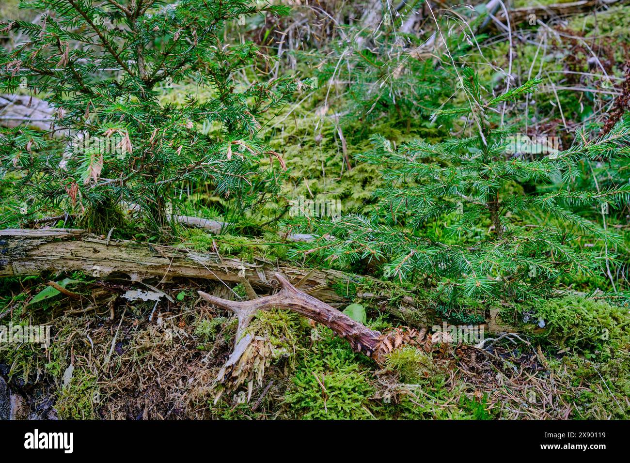 Corna di Roebuck di fronte a giovani abeti, Italia, alto Adige, Santa Maddalena Foto Stock