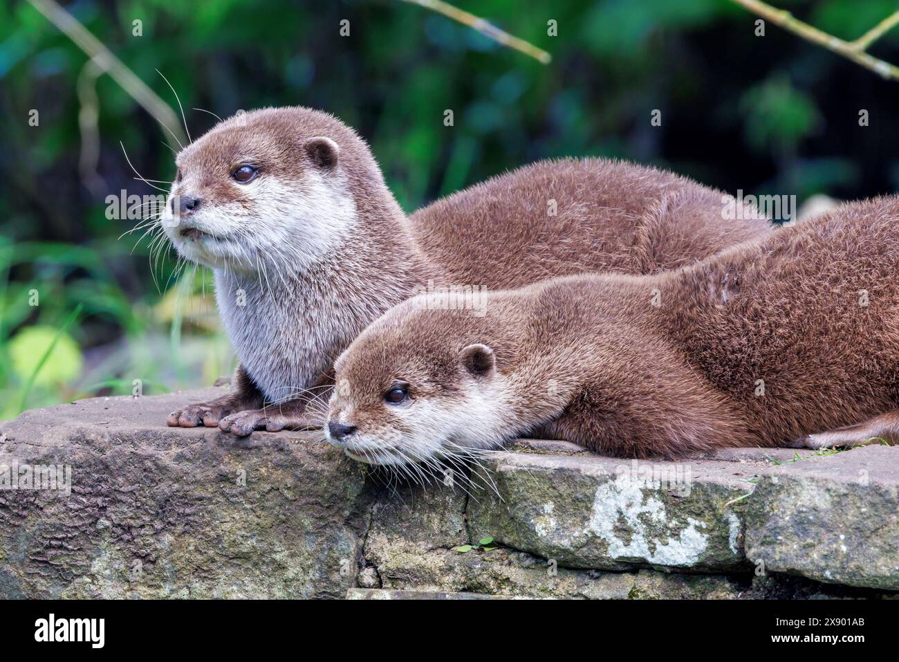 Lontre orientali, Aonyx cinereus, su un vecchio muro di pietra. Un mammifero semiacquatico, endemico del sud e sud-est asiatico, e la lontra più piccola Foto Stock