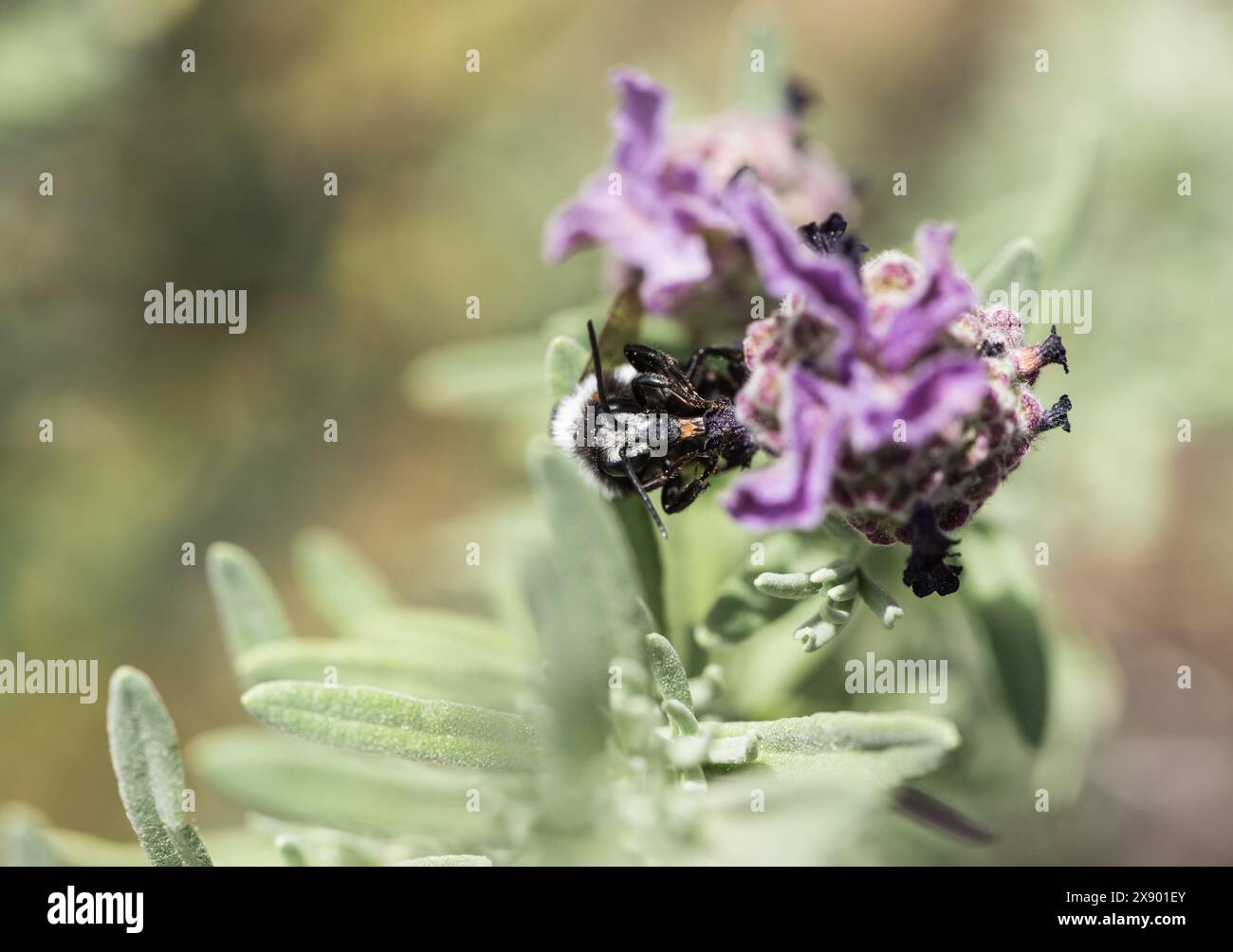 Un'ape turca di cuculo (Melecta curvispina) che si forgia su un fiore a Turkiye Foto Stock