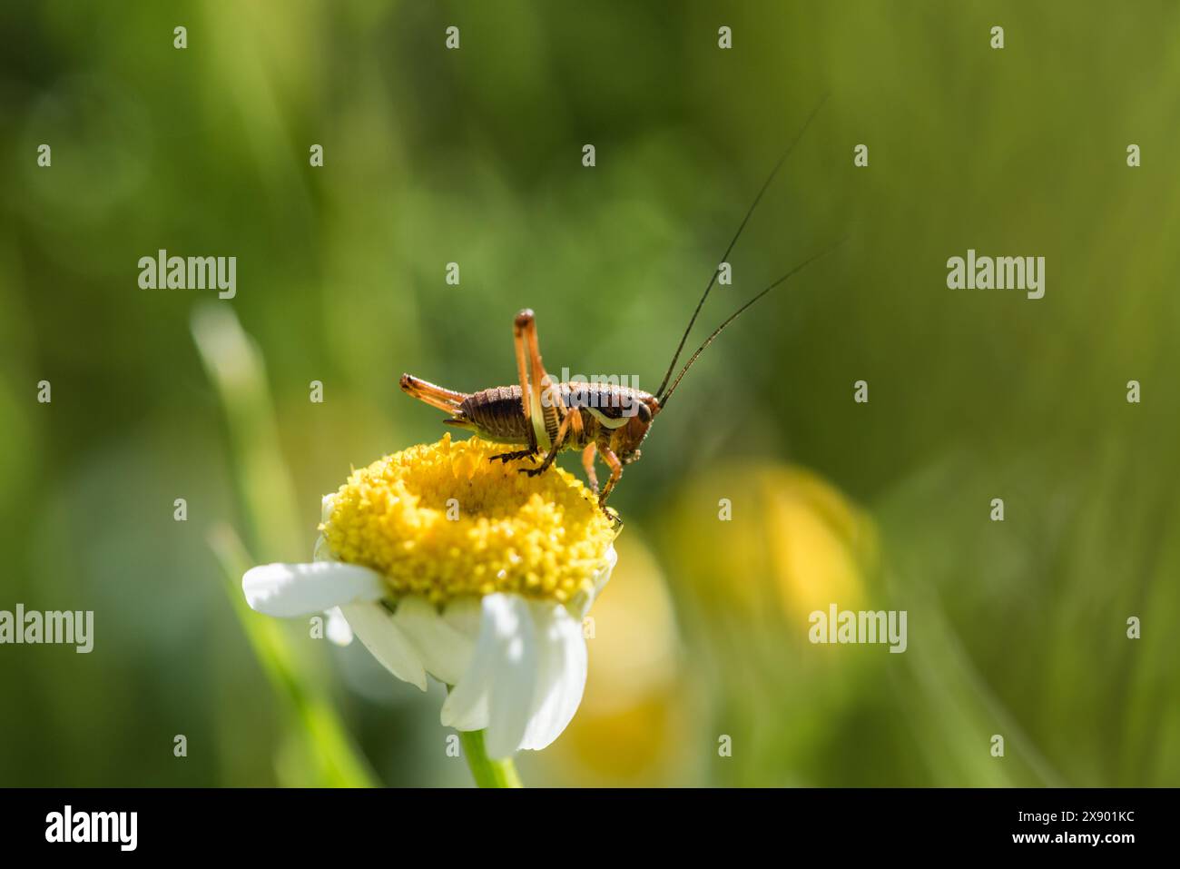 Cricket simirneo (Eupholidoptera smyrnensis) a sud-ovest di Turkiye Foto Stock