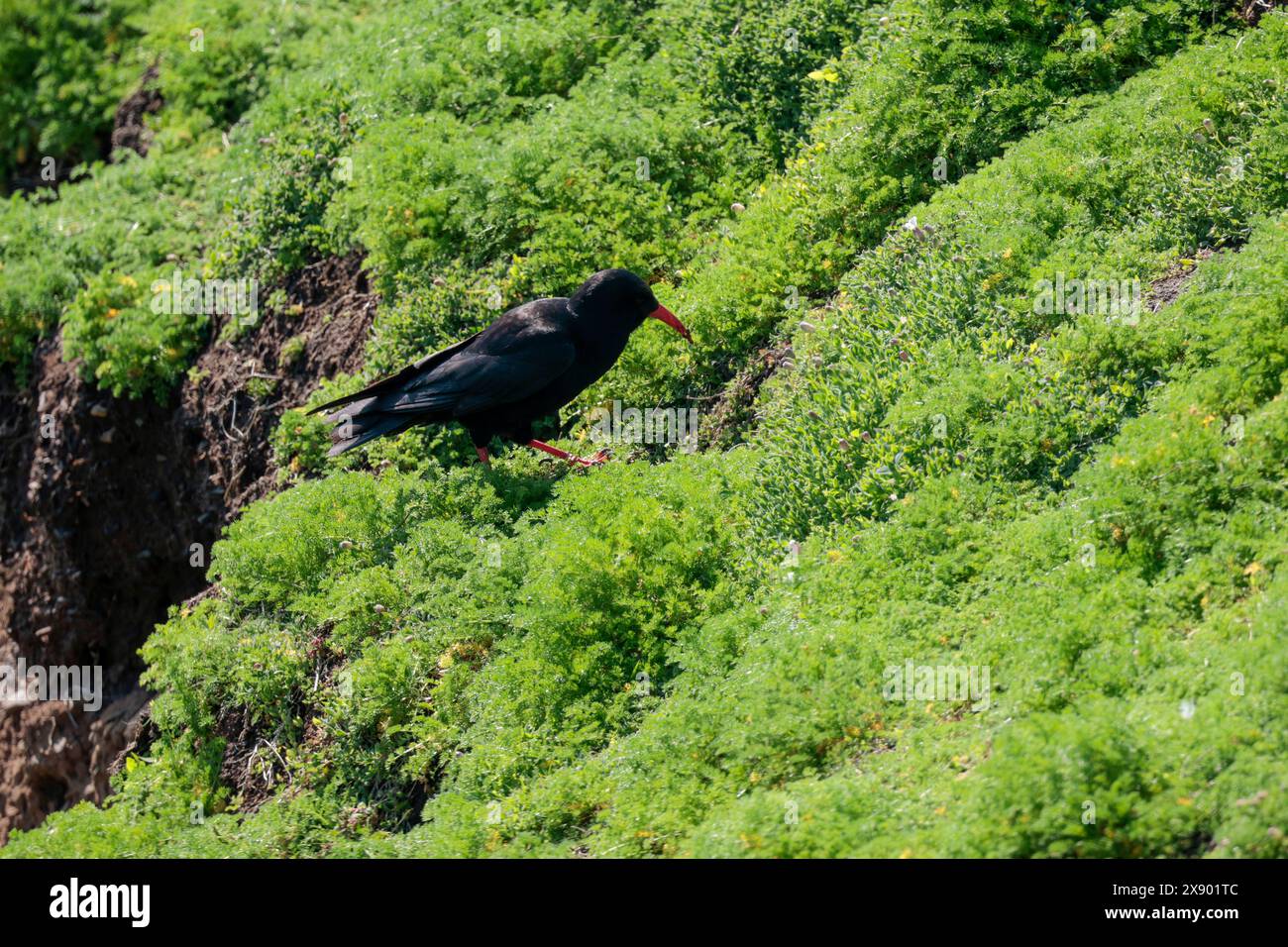 chough pyrrhocorax x2, uccello costiero con piumaggio scuro lucido gambe rosse brillanti e lungo becco curvo rosso verso il basso su pendii erbosi sull'isola skomer Foto Stock
