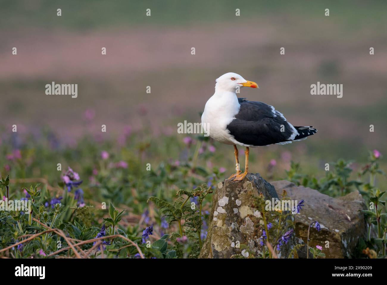 grande gabbiano con dorso nero larus marinus, il nostro gabbiano più grande, con ali nere, gambe rosa, grande becco giallo con macchia rossa sulla punta, testa bianca e parti inferiori Foto Stock