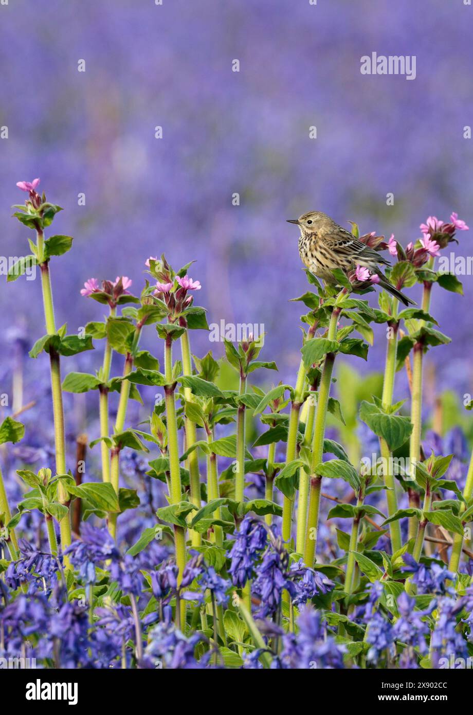 rock Pipit anthus petrosus, un uccello costiero striato grigio marrone parti superiori pallido grigio cremoso parti inferiori striate scure becco a punta stretta tarda primavera Regno Unito Foto Stock