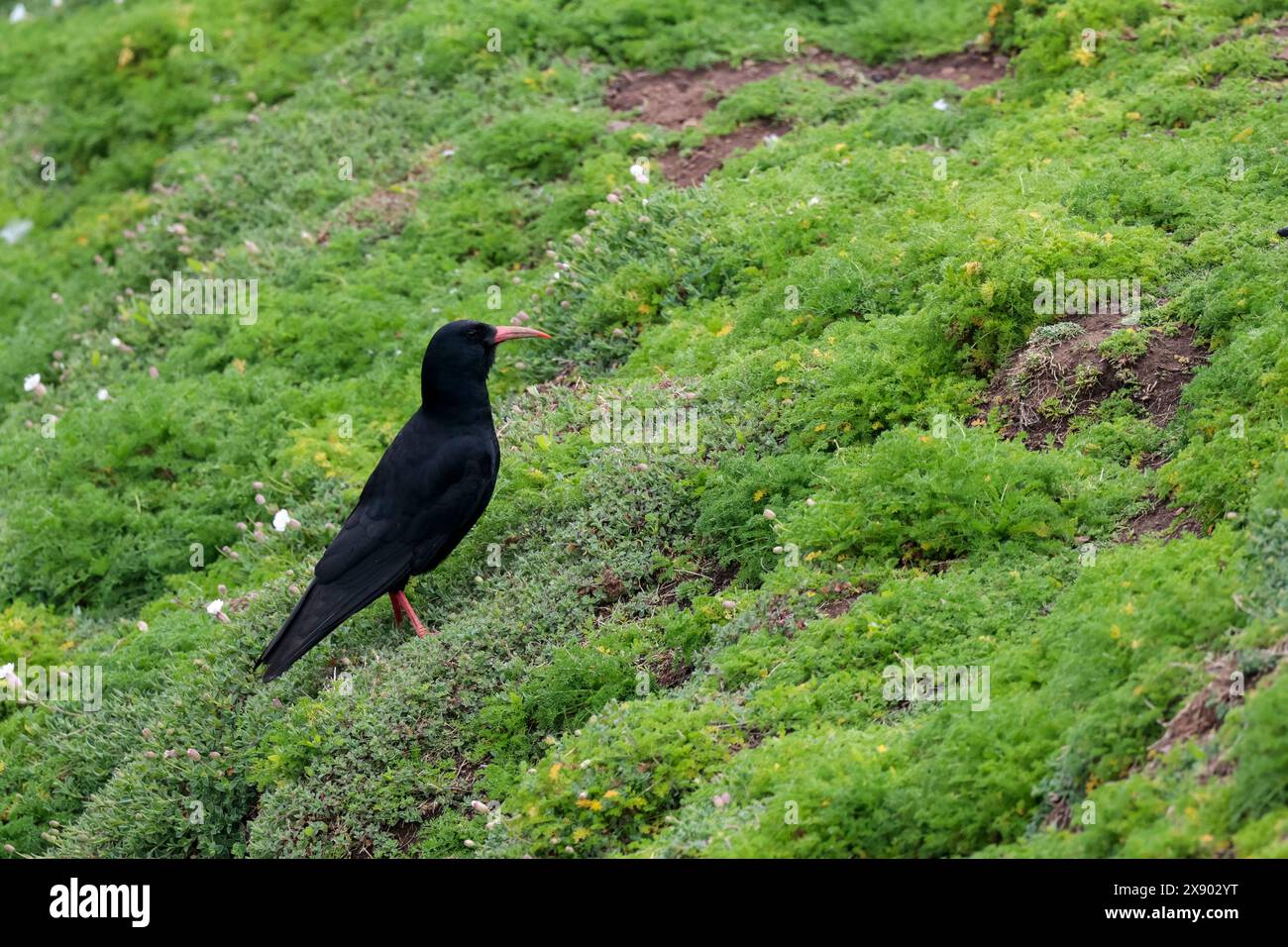 chough pyrrhocorax x2, uccello costiero con piumaggio scuro lucido gambe rosse brillanti e lungo becco curvo rosso verso il basso su pendii erbosi sull'isola skomer Foto Stock