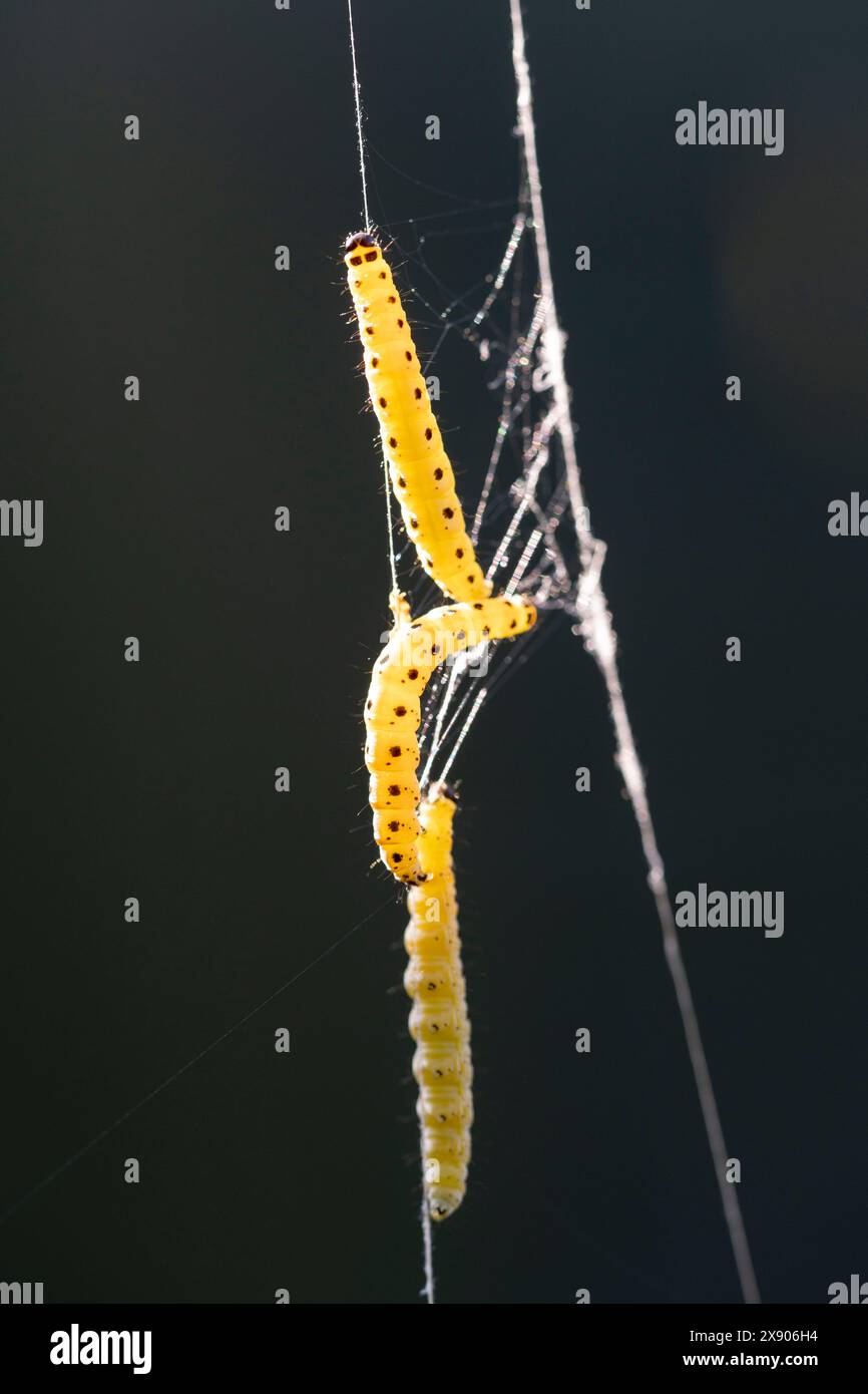 I caterpillars Spindle Ermine salgono i loro fili escreti in un giardino sul retro di Londra sud, il 25 maggio 2024, a Londra, Inghilterra. Foto Stock