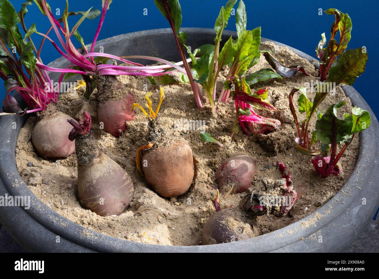 Barbabietola conservata in Sand Clamp da Autum a Spring in UK Greenhouse Foto Stock