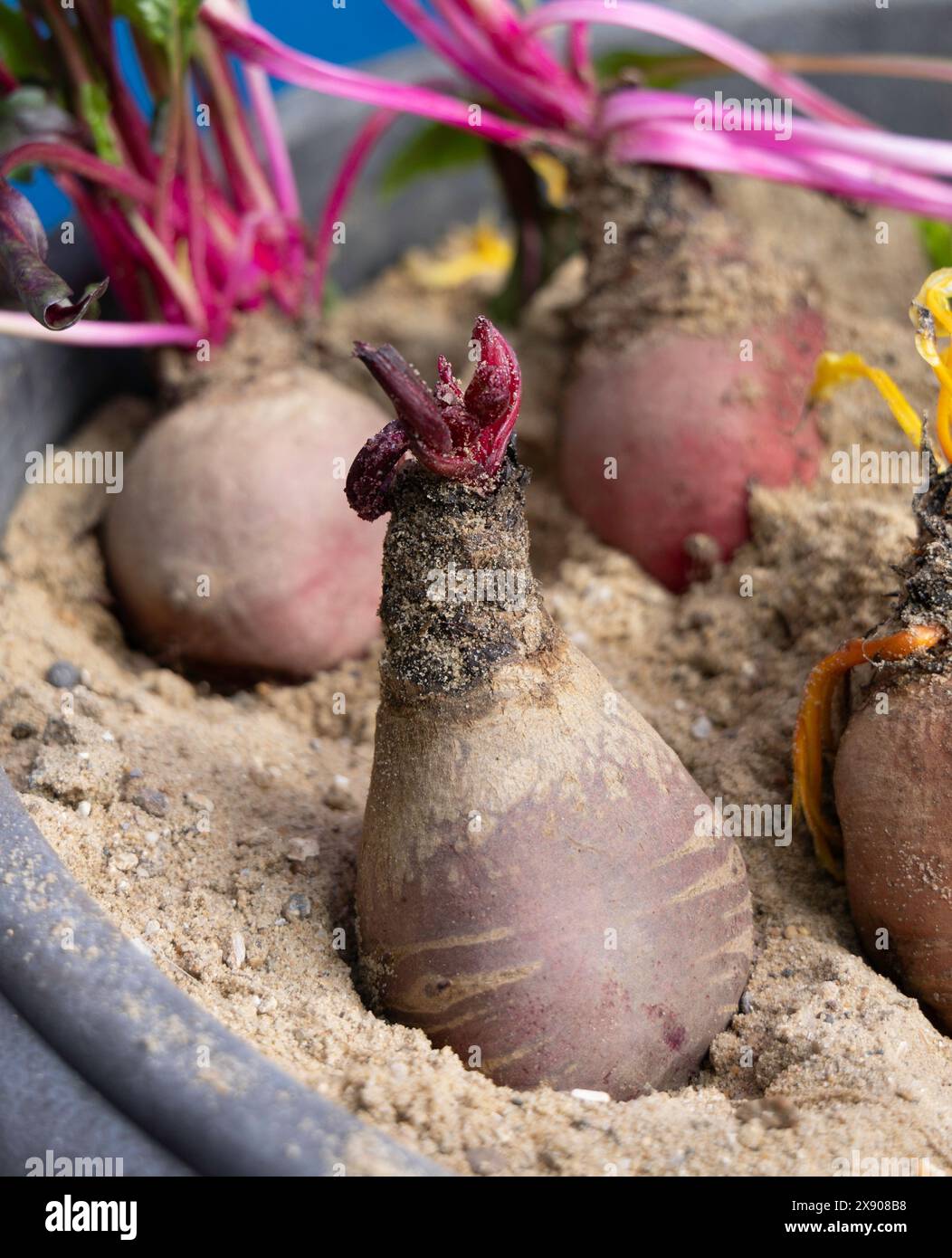 Barbabietola conservata in Sand Clamp dall'autunno alla primavera nella serra del Regno Unito Foto Stock