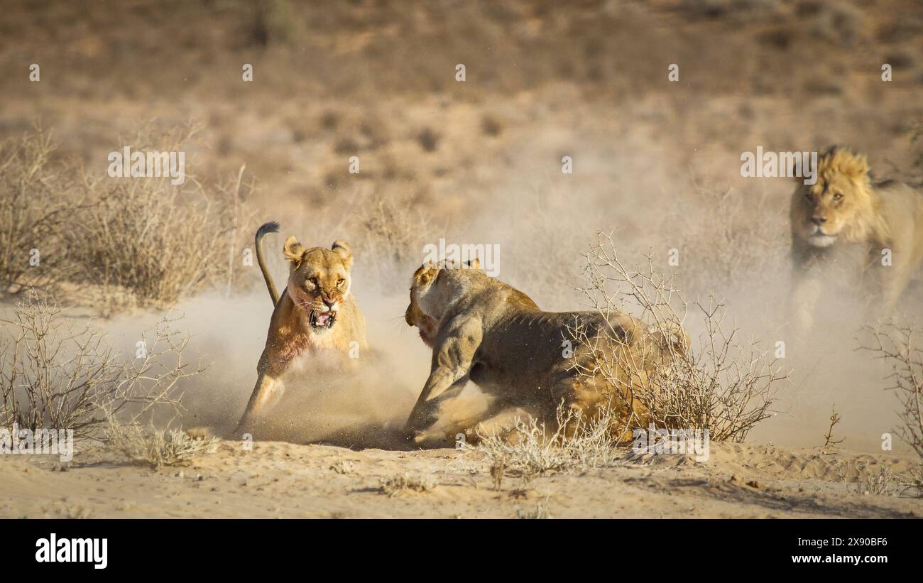 Alla luce del mattino, due leonesse del Kalahari si impegnano in una battaglia epica, volando le pellicce e i muscoli rigonfiano, furiano di furia e lottano per il dominio. Foto Stock