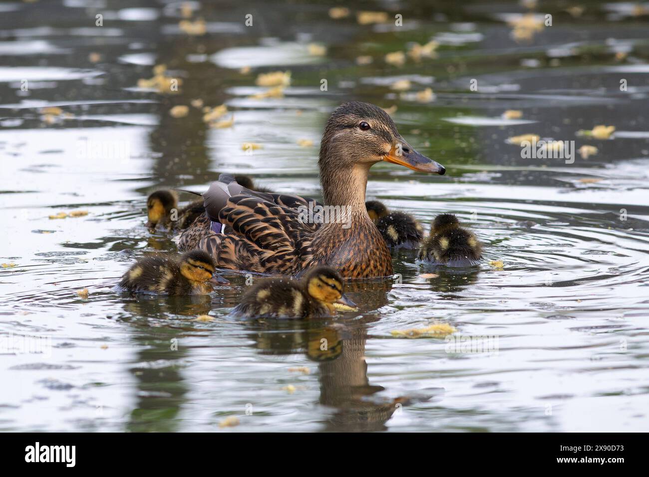 Anatra mallard con pulcini giovani (Anas platyrhynchos) Foto Stock