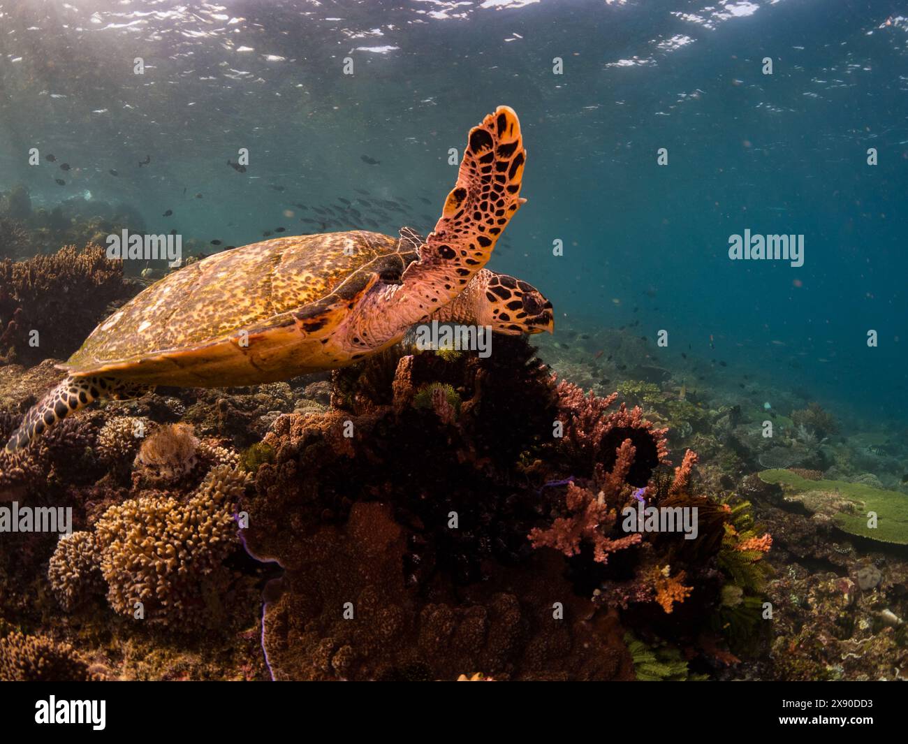 Tartaruga hawksbill in pericolo di estinzione, Eretmochelys imbricata, sulla barriera corallina del Parco Nazionale di Komodo, Indonesia Foto Stock