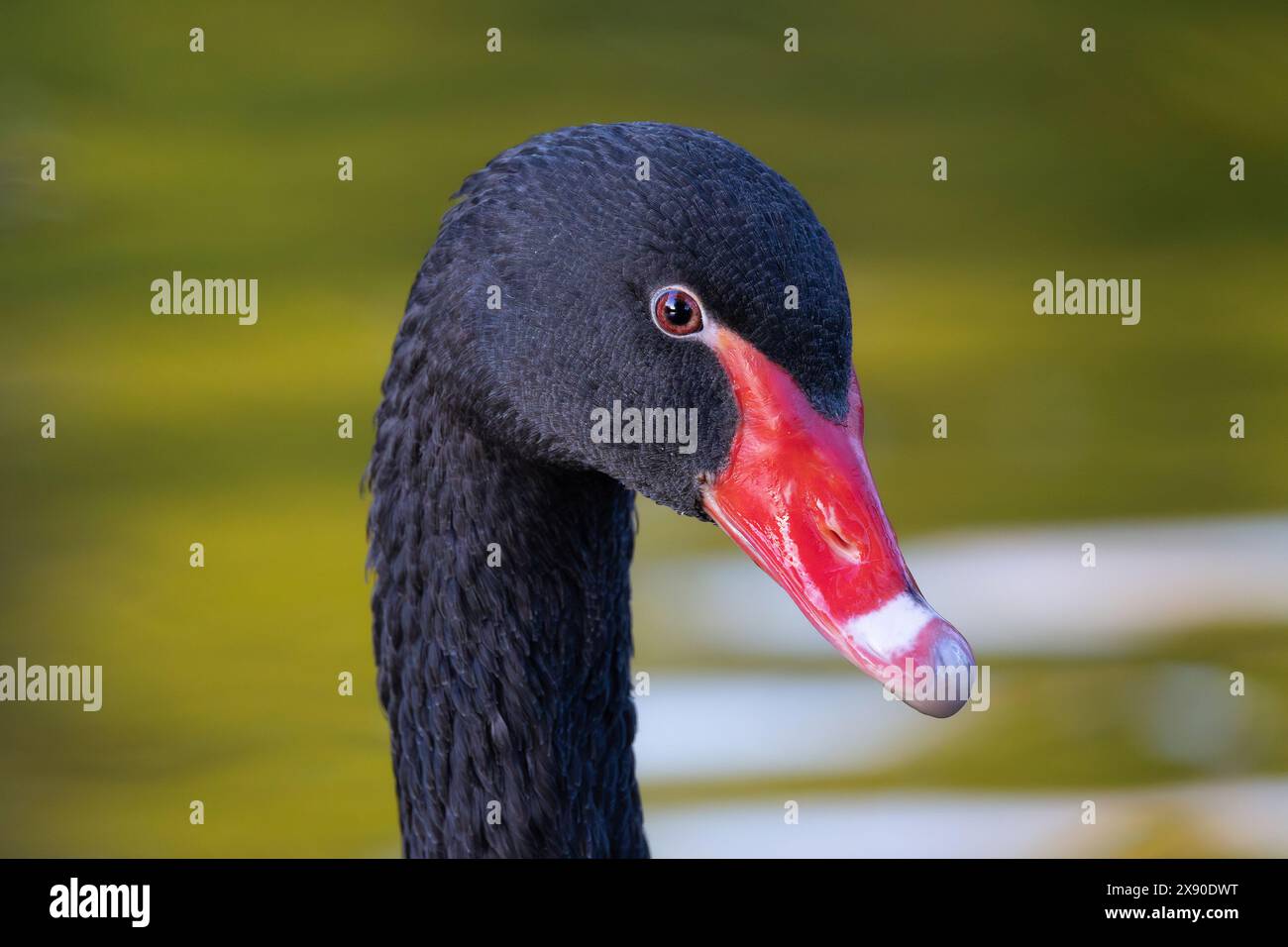 Ritratto dettagliato cigno nero (Cygnus atratus) Foto Stock