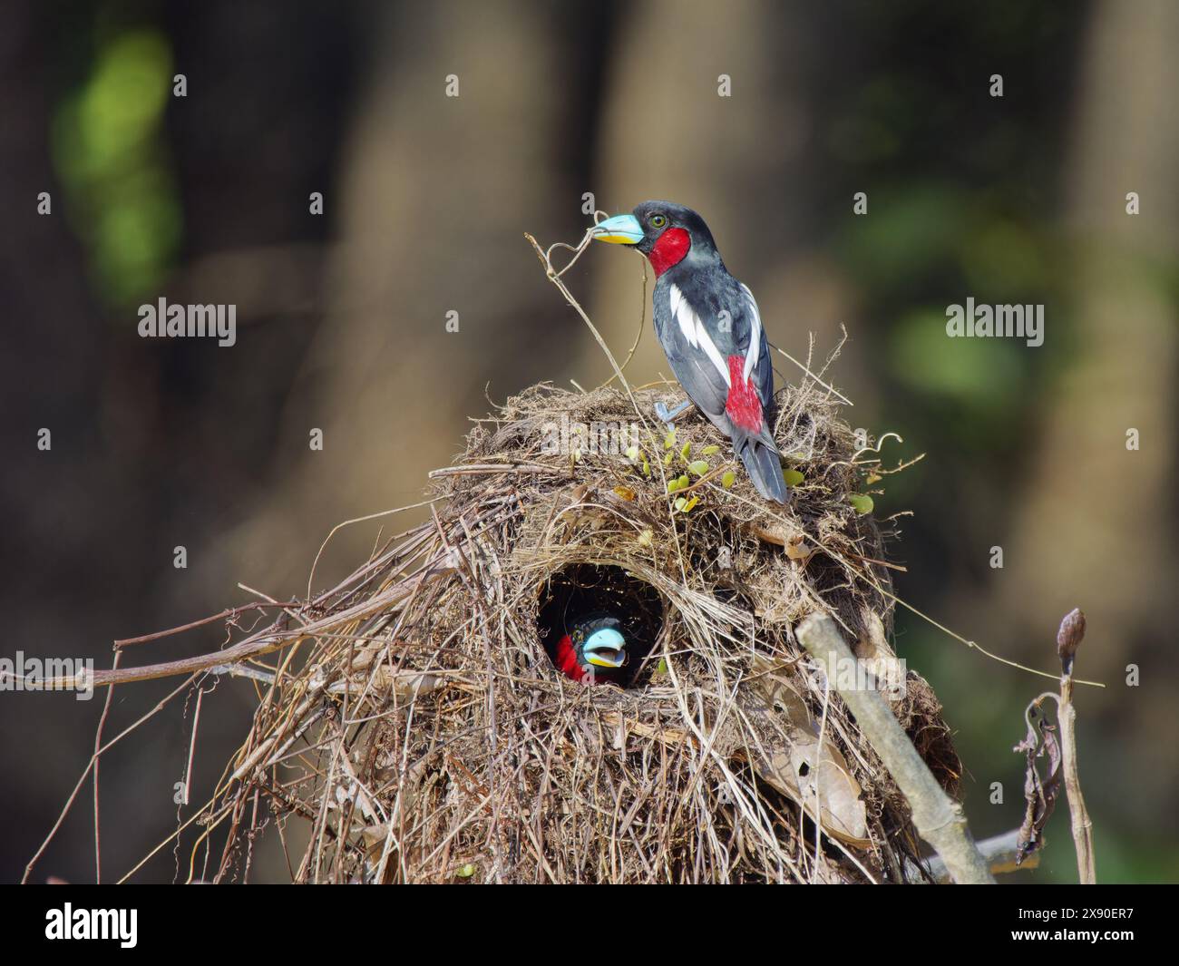 Black and Red Broadbill, nido di costruzione di coppie Cymbirhynchus macrorhynchos Sabah, Malesia, Borneo, se Asia BI040255 Foto Stock