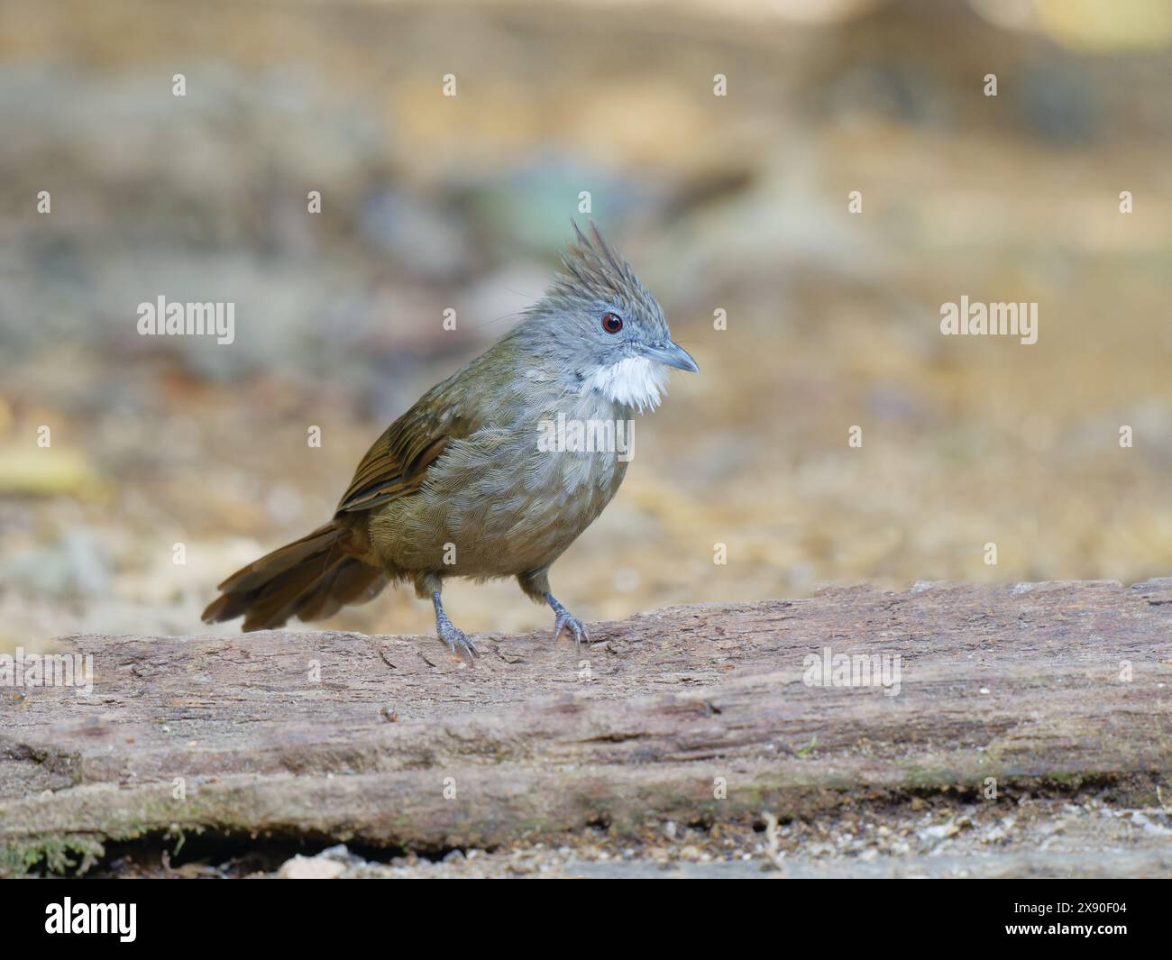 Penan Bulbul Alophoixus ruficrissus Sabah, Malesia, Borneo, se Asia BI040366 Foto Stock