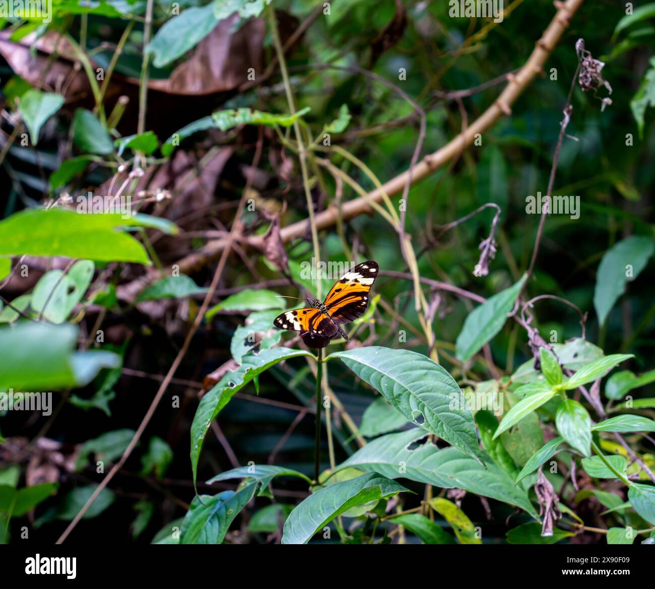 Primo piano della farfalla di tigre Harmonia (Tithorea harmonia) Foto Stock