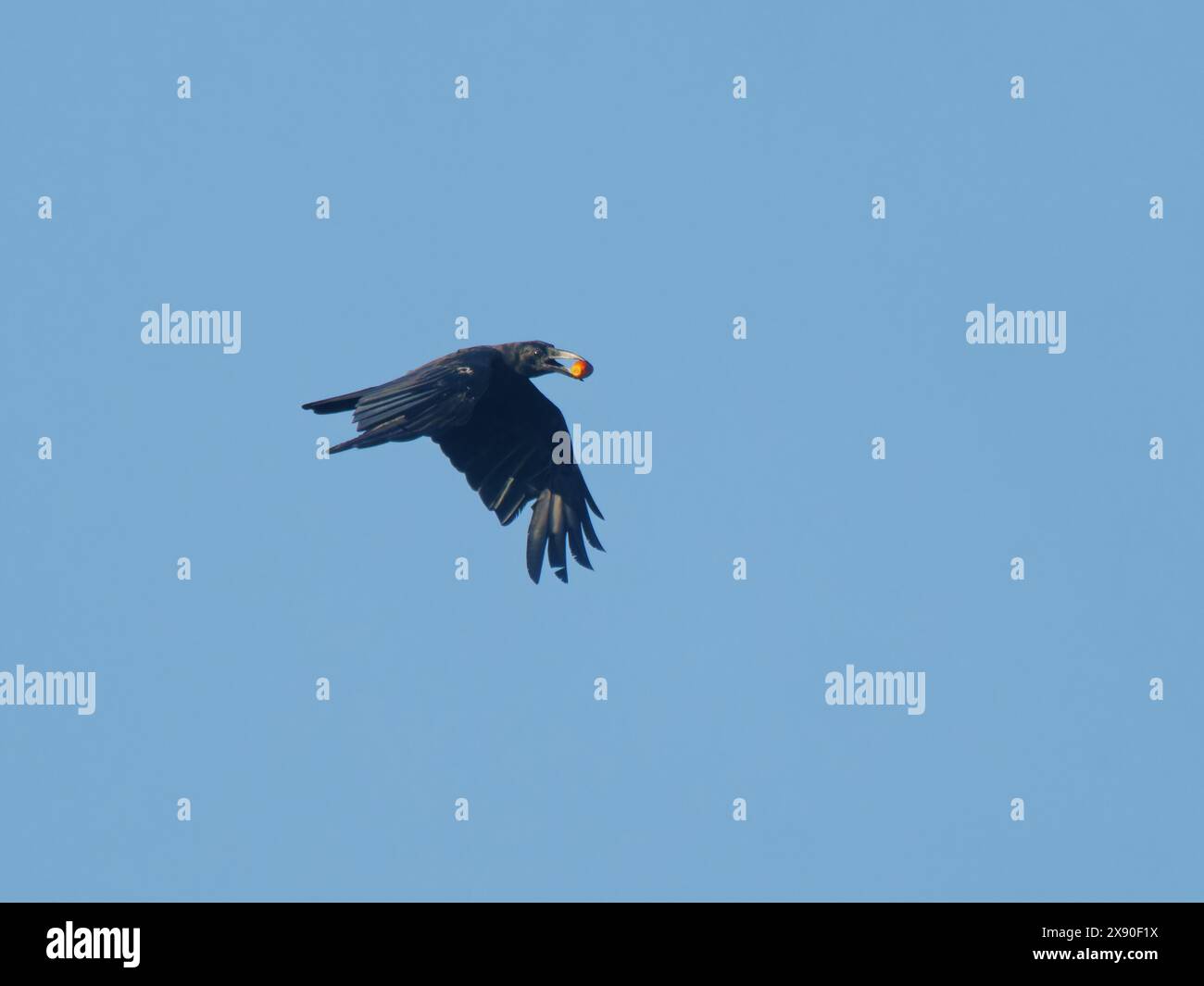 Crow in volo con fatturato esile trasportando olio di palma Corvus enca Sabah, Malesia, Borneo, se Asia BI040396 Foto Stock