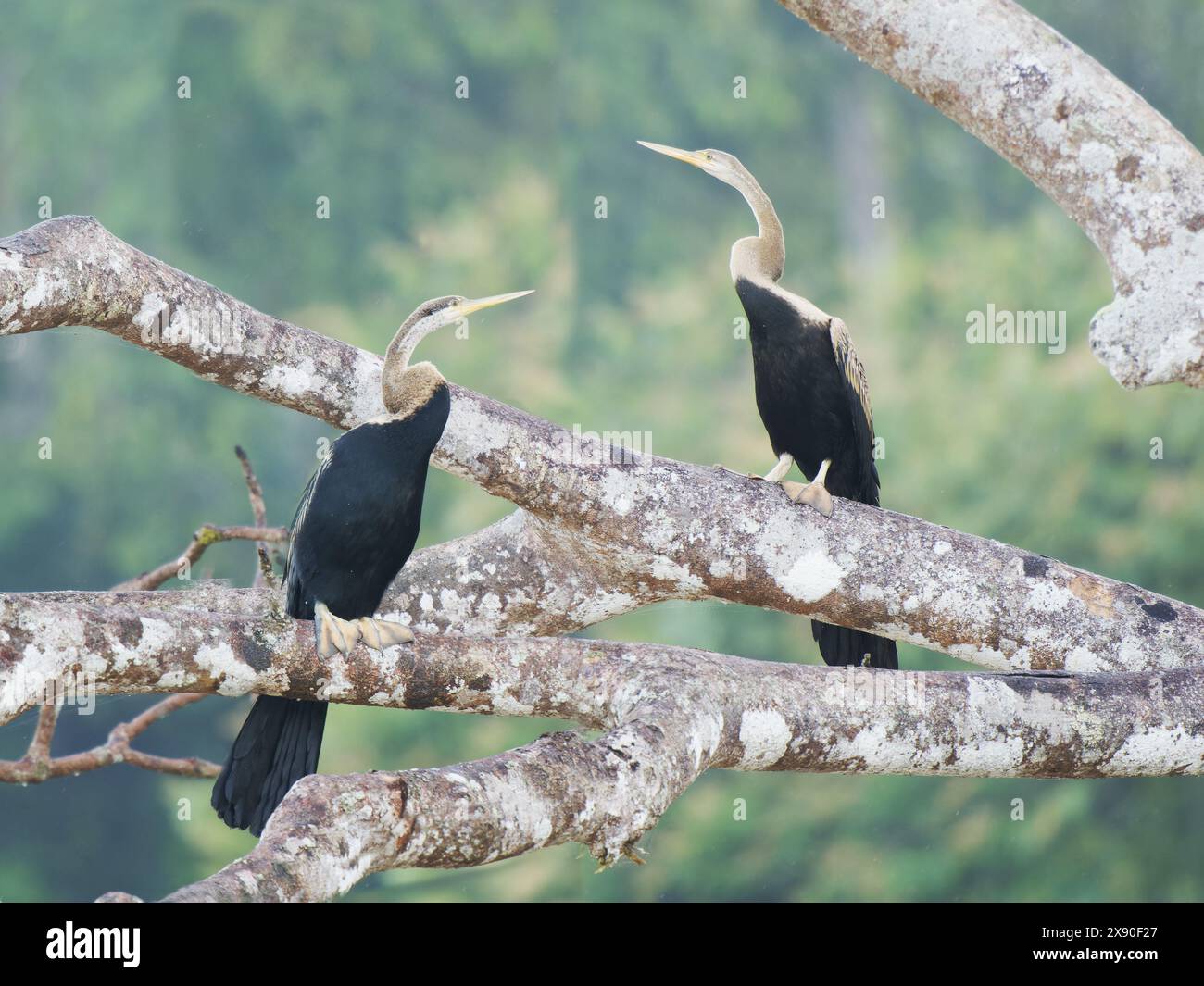 Oriental Darter arroccato Anhinga melanogaster Sabah, Malesia, Borneo, se Asia BI040401 Foto Stock