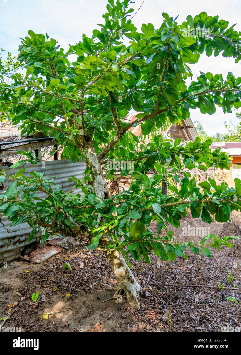 Primo piano di un albero di Pomelo (Citrus maxima) Foto Stock