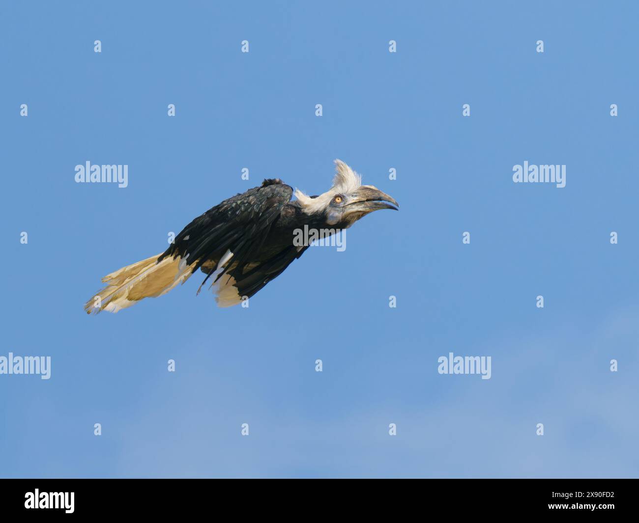 Hornbill coronato bianco in volo Berenicornis comatus Sabah, Malesia, Borneo, se Asia BI040579 Foto Stock