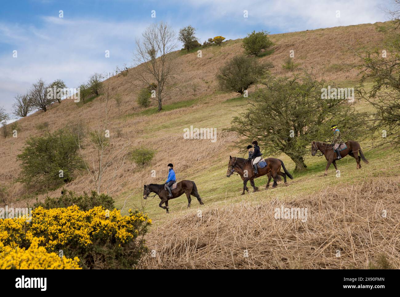 Trekking su pony sulla collina Cockit, Black Mountains, Galles, Regno Unito Foto Stock