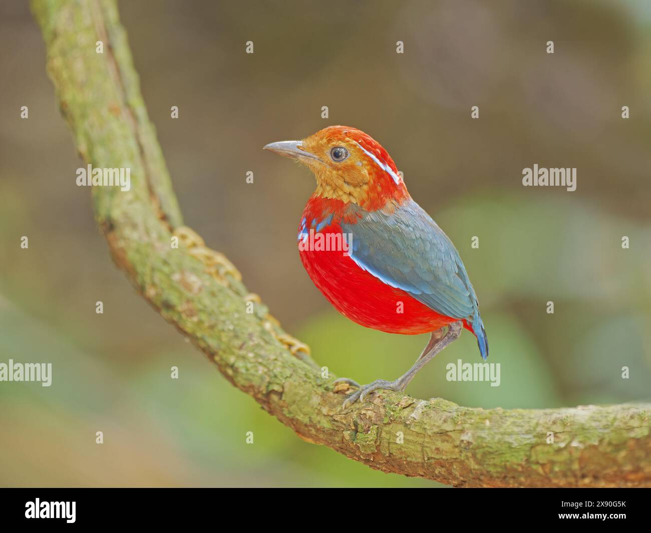 Blue Banded Pitta Erythropitta arquata Sabah, Malesia, Borneo, se Asia BI040813 Foto Stock