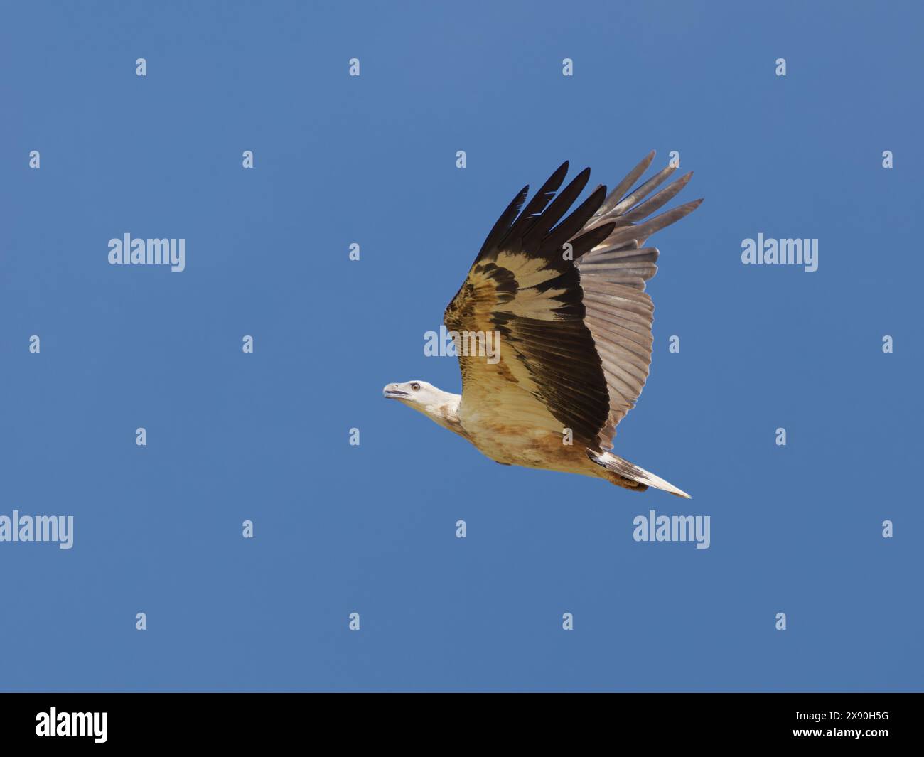 Aquila di mare con spille bianche in volo Haliaeetus leucogaster Sabah, Malesia, Borneo, se Asia BI041044 Foto Stock