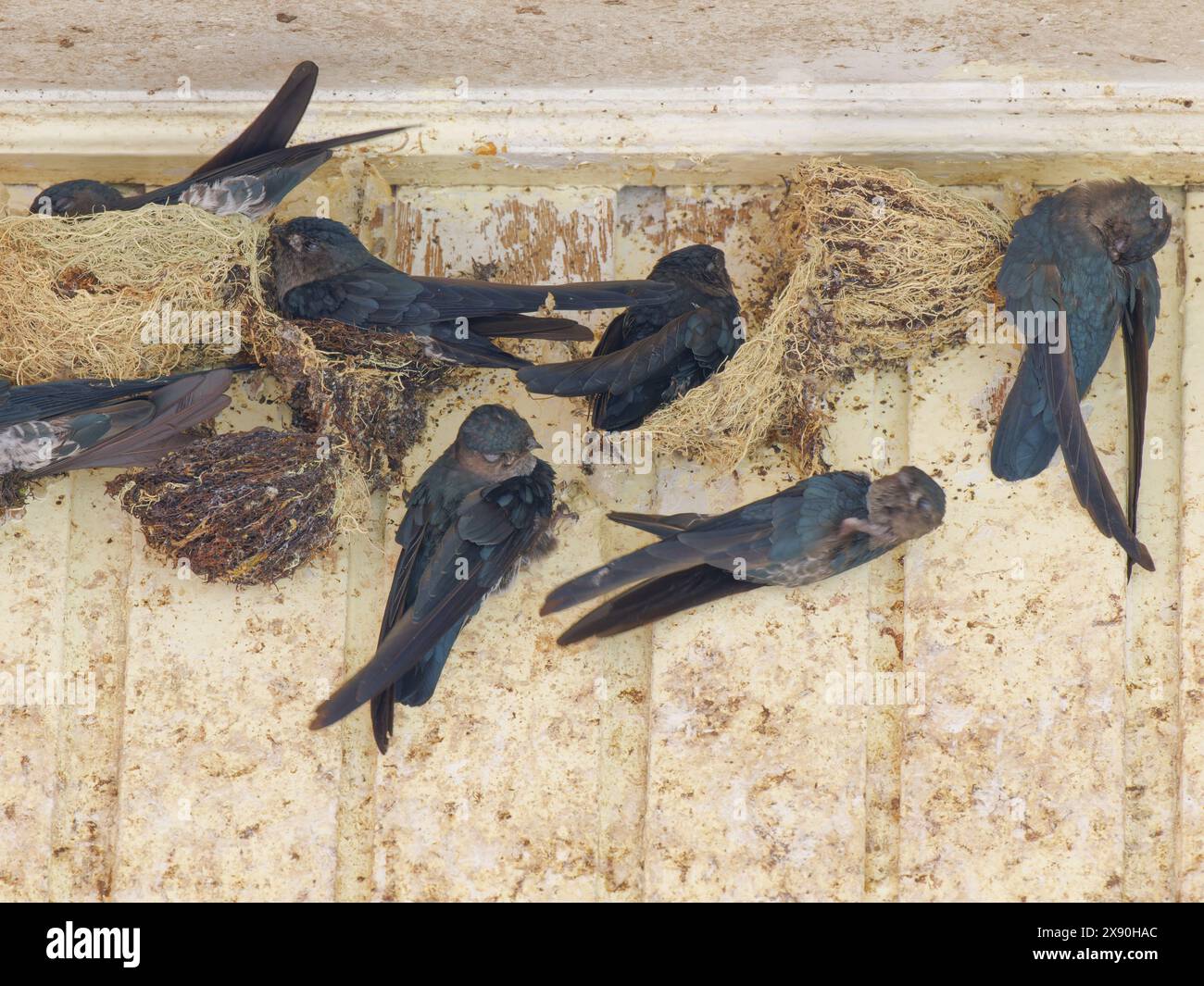 Swiftlet con punta a pennarello nidifica sulla costruzione di Collocalia affinis Sabah, Malesia, Borneo, se Asia BI041102 Foto Stock