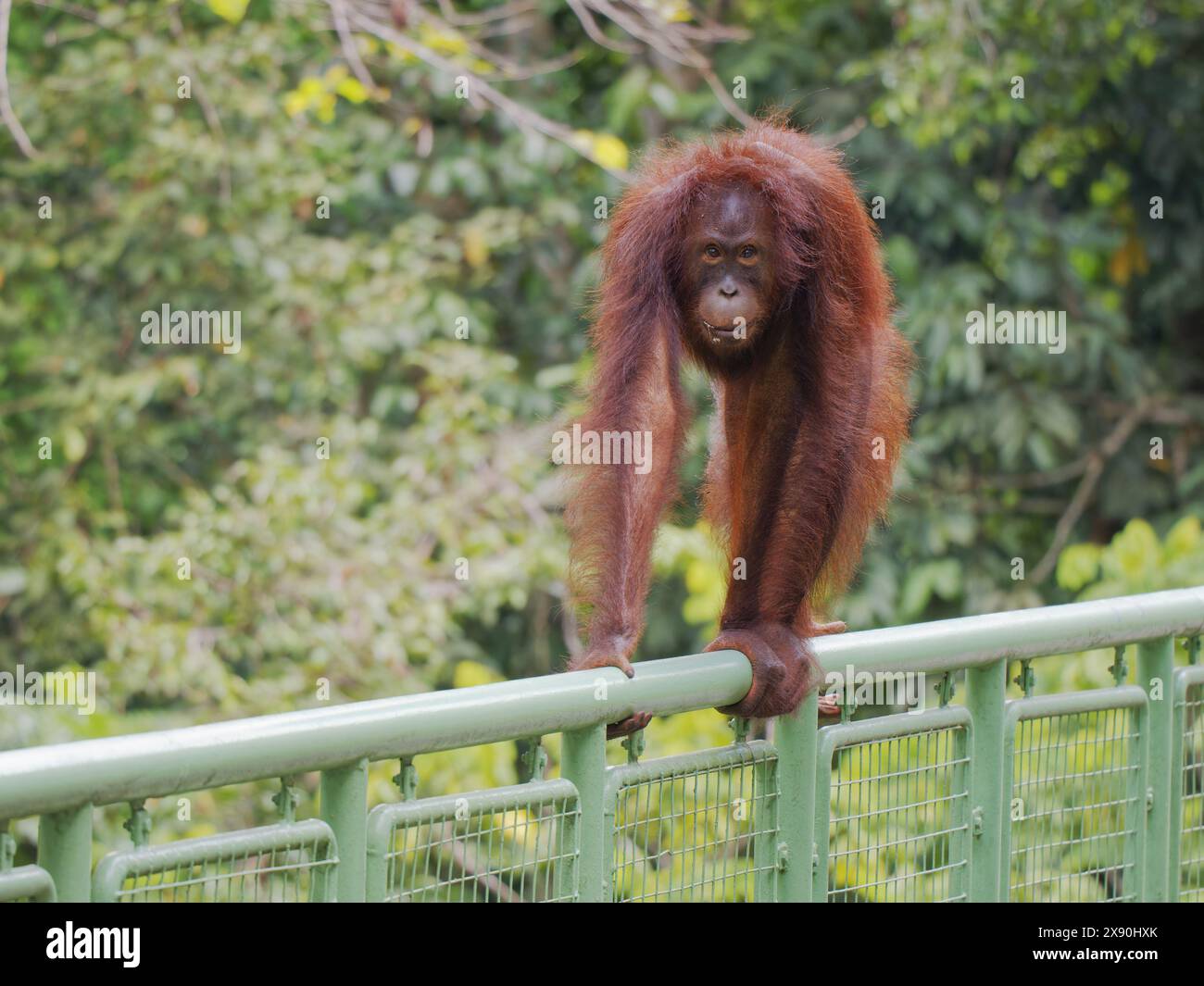 Bornean Orangutan su RDC Skywalk Pongo pygmaeus Sabah, Malesia, Borneo, se Asia MA004722 Foto Stock