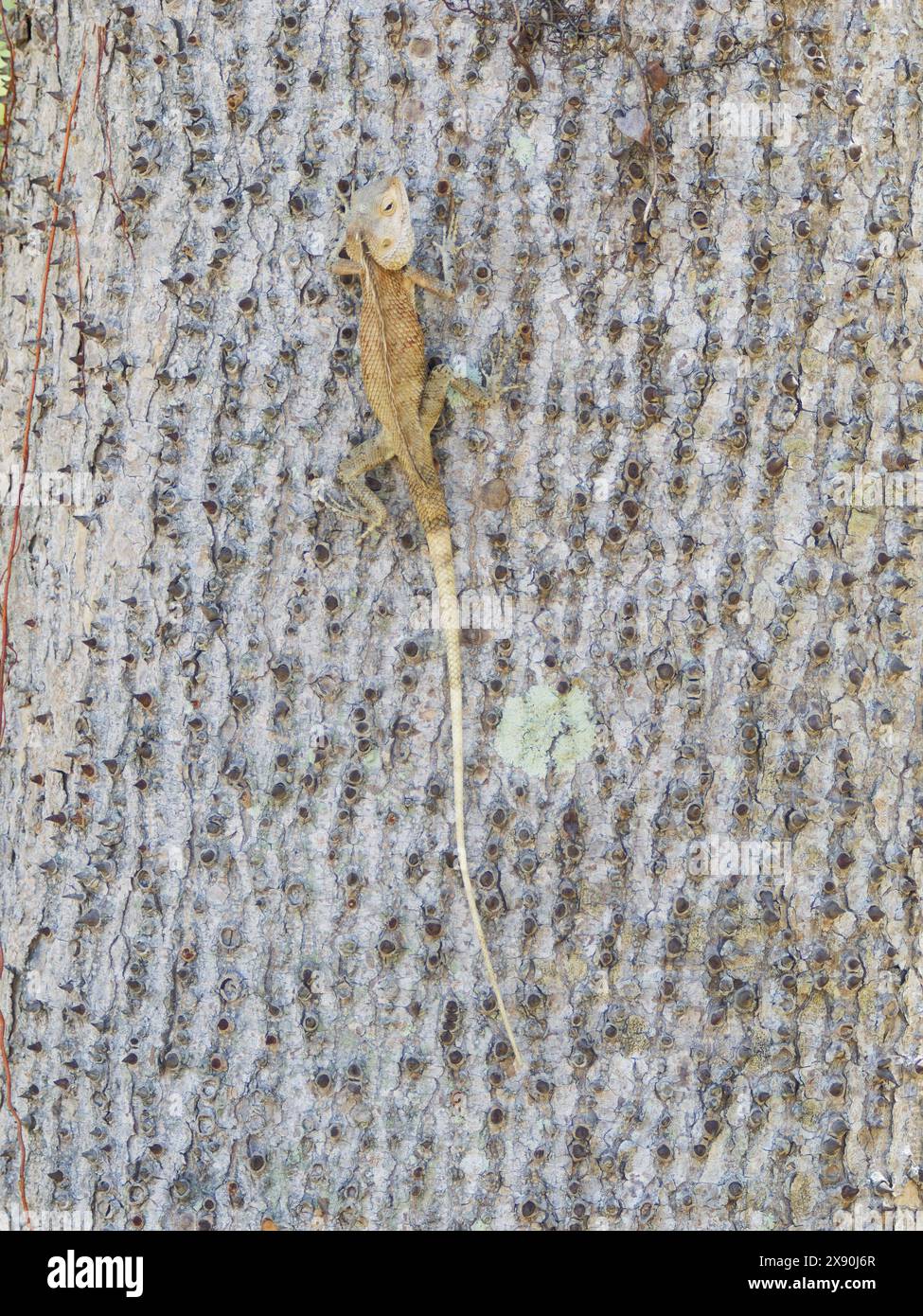 Oriental Garden Lizard Calotes versicolor Sabah, Malesia, Borneo, se Asia RE000495 Foto Stock