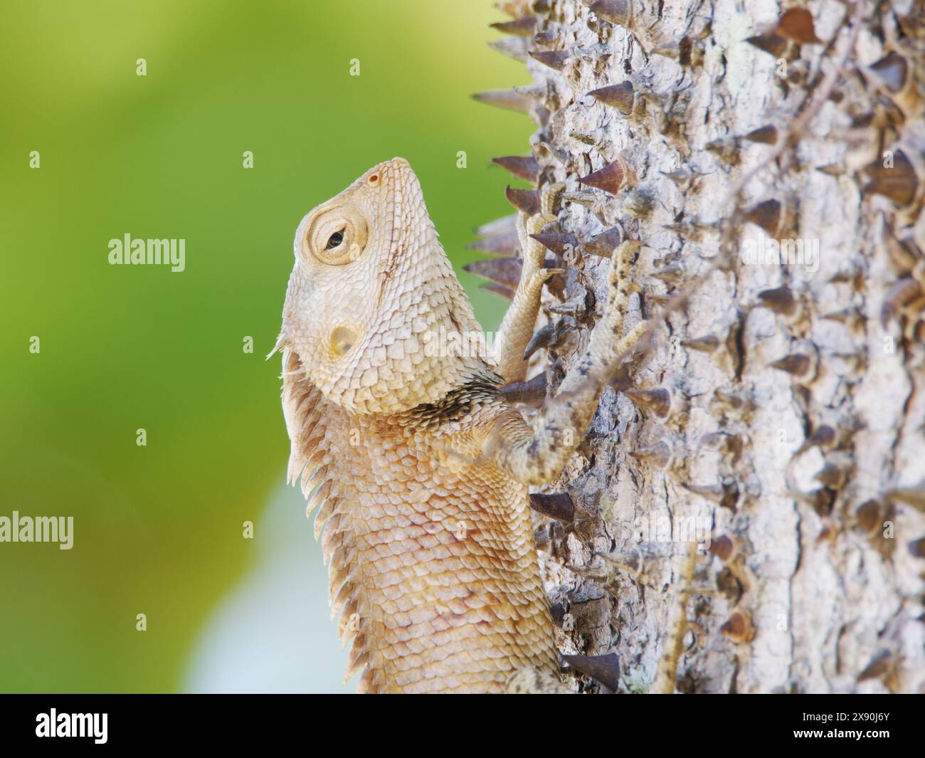 Oriental Garden Lizard Calotes versicolor Sabah, Malesia, Borneo, se Asia RE000496 Foto Stock