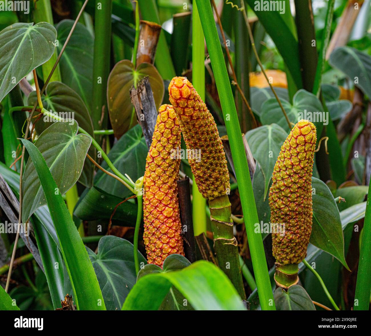 Carludovica palmata o toquilla di palma (Ciclanthaceae) Foto Stock