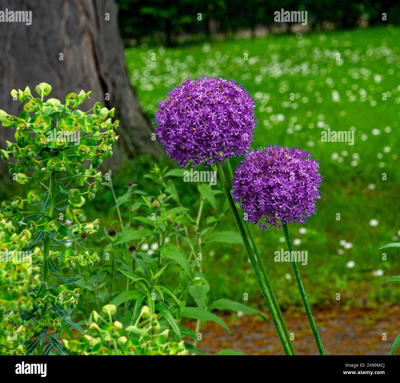 Fiore testa di Allium Purple Sensation (Allium aflatunense)  Baden-Baden, Germania Foto Stock