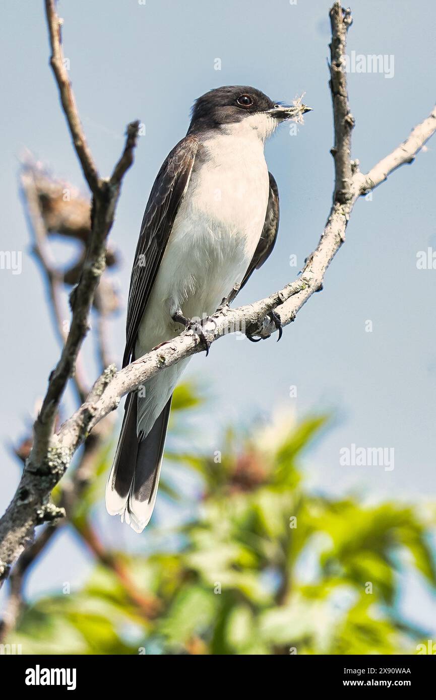 Il kingbird orientale appollaiato su un ramo d'albero Foto Stock