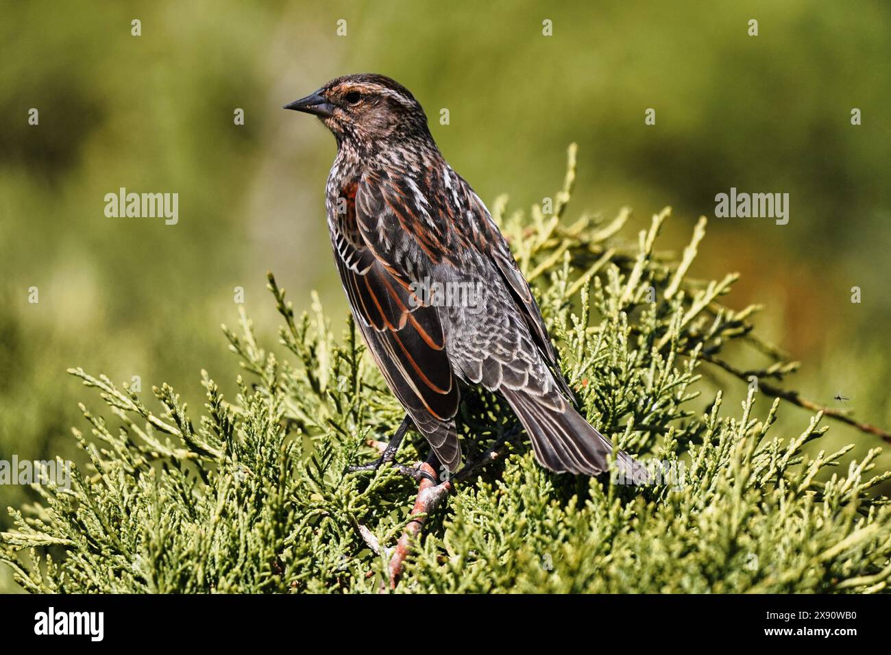 Femmina di blackbird alato rosso in cespugli e alberi. Foto Stock
